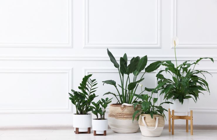 piante d'appartamento